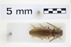 Foto (Dorsalansicht) von Athous (Orthathous) mertliki (Platia & Gudenzi, 2002) (NHMW-ZOO-COL-0008475)